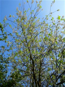 Sal-Weide (Salix caprea) in Saarbrücken mit reifen Kätzchen