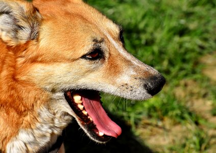Pet brown good aiderbichl