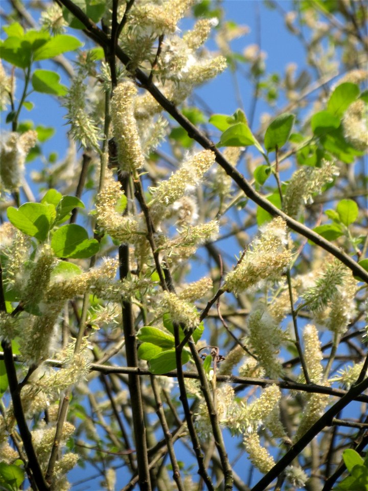 Sal-Weide (Salix caprea) in Saarbrücken mit reifen Kätzchen
