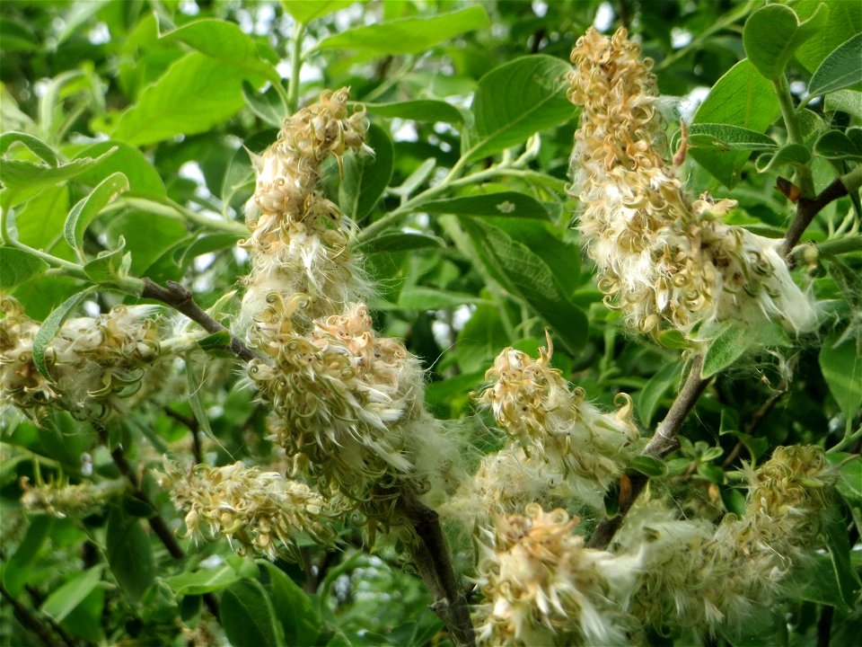 Reife Kätzchen der Sal-Weide (Salix caprea) im Naturschutzgebiet „Bachwiesen/Leopoldswiesen“ im Hockenheimer Rheinbogen - an diesem Standort gibt es auf engstem Raum vier verschiedene Weiden-Arten: Si