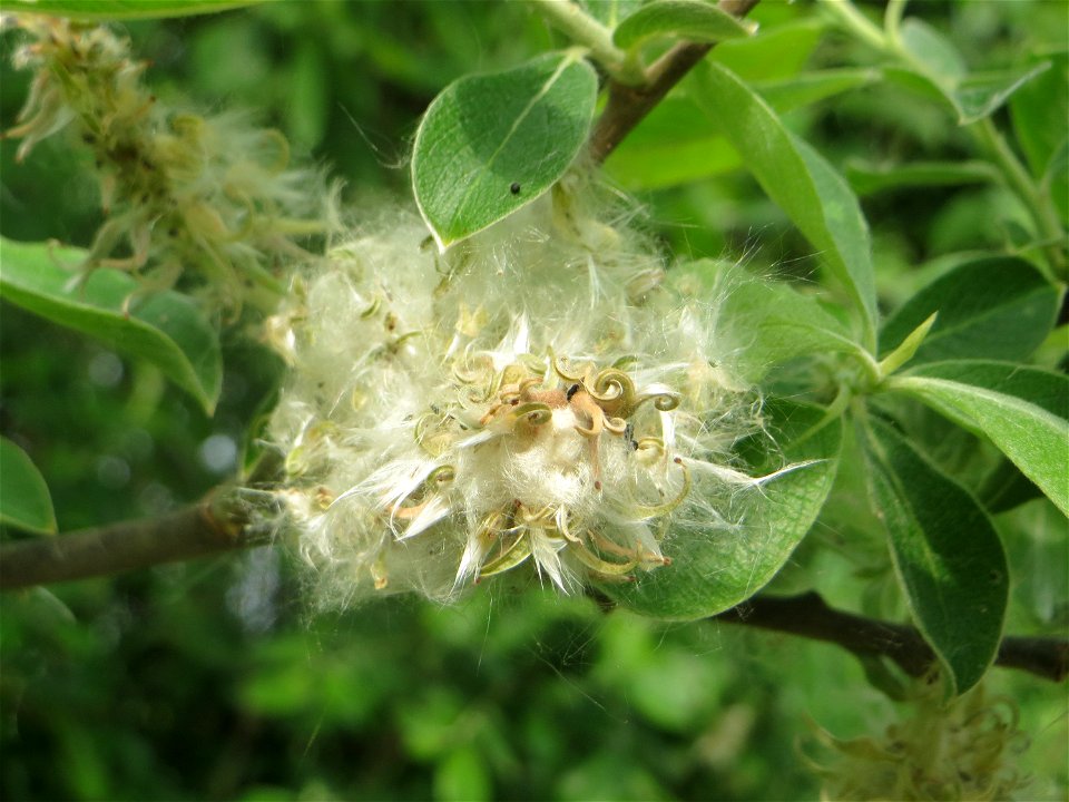 Reife Kätzchen der Sal-Weide (Salix caprea) im Naturschutzgebiet „Bachwiesen/Leopoldswiesen“ im Hockenheimer Rheinbogen - an diesem Standort gibt es auf engstem Raum vier verschiedene Weiden-Arten: Si