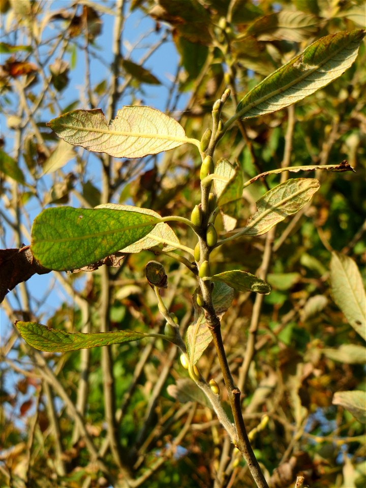 Blätter und Knospen der Sal-Weide (Salix caprea) im Naturschutzgebiet „Bachwiesen/Leopoldswiesen“ im Hockenheimer Rheinbogen