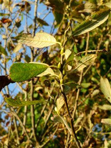 Blätter und Knospen der Sal-Weide (Salix caprea) im Naturschutzgebiet „Bachwiesen/Leopoldswiesen“ im Hockenheimer Rheinbogen