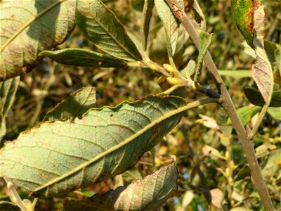 Blätter und Knospen der Sal-Weide (Salix caprea) im Naturschutzgebiet „Bachwiesen/Leopoldswiesen“ im Hockenheimer Rheinbogen