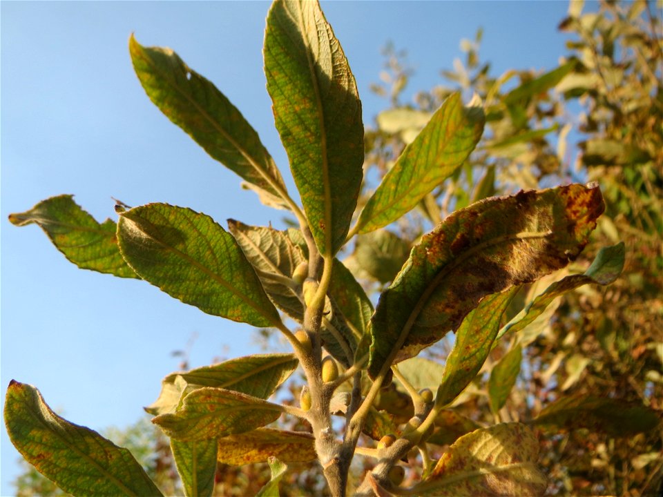 Blätter und Knospen der Sal-Weide (Salix caprea) im Naturschutzgebiet „Bachwiesen/Leopoldswiesen“ im Hockenheimer Rheinbogen