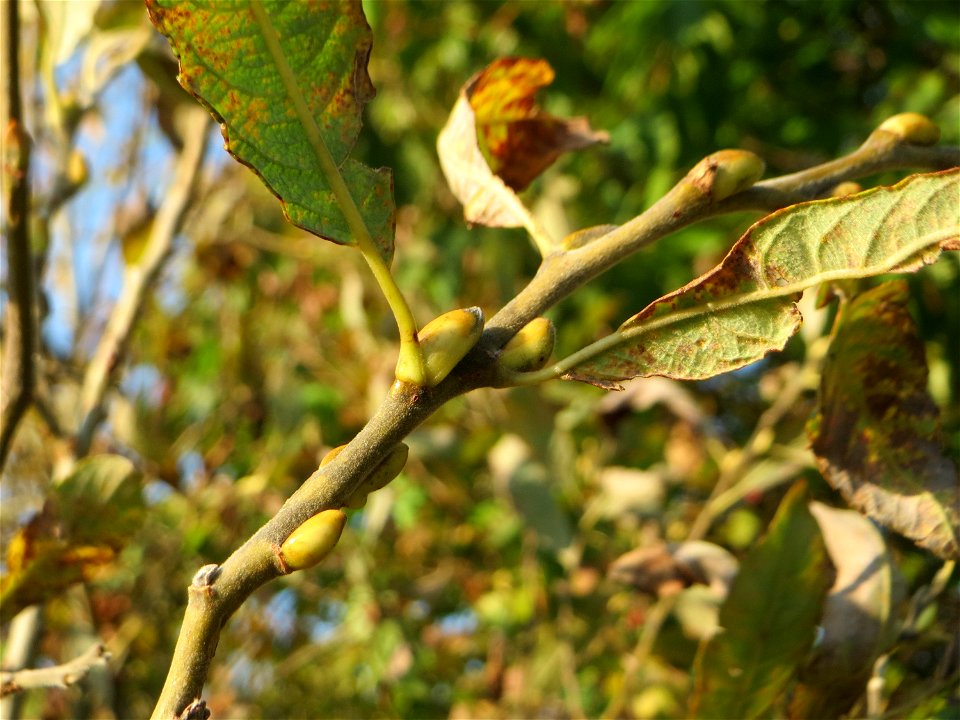 Blätter und Knospen der Sal-Weide (Salix caprea) im Naturschutzgebiet „Bachwiesen/Leopoldswiesen“ im Hockenheimer Rheinbogen