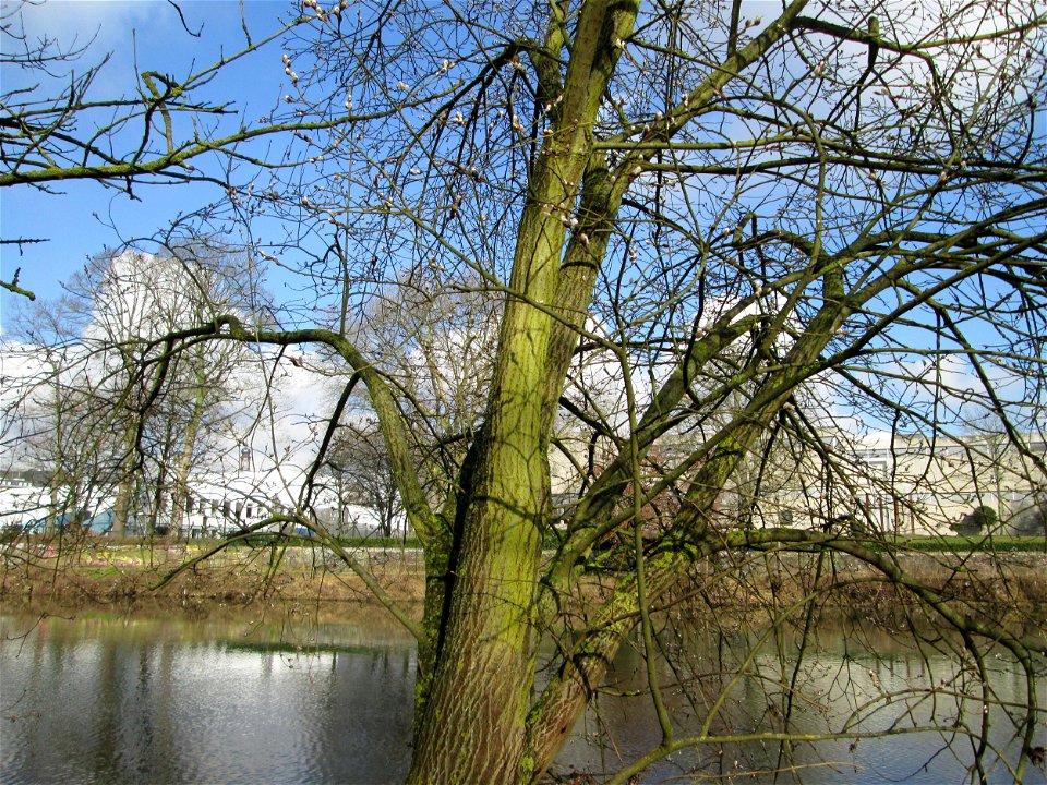 Sal-Weide (Salix caprea) Saar in Alt-Saarbrücken