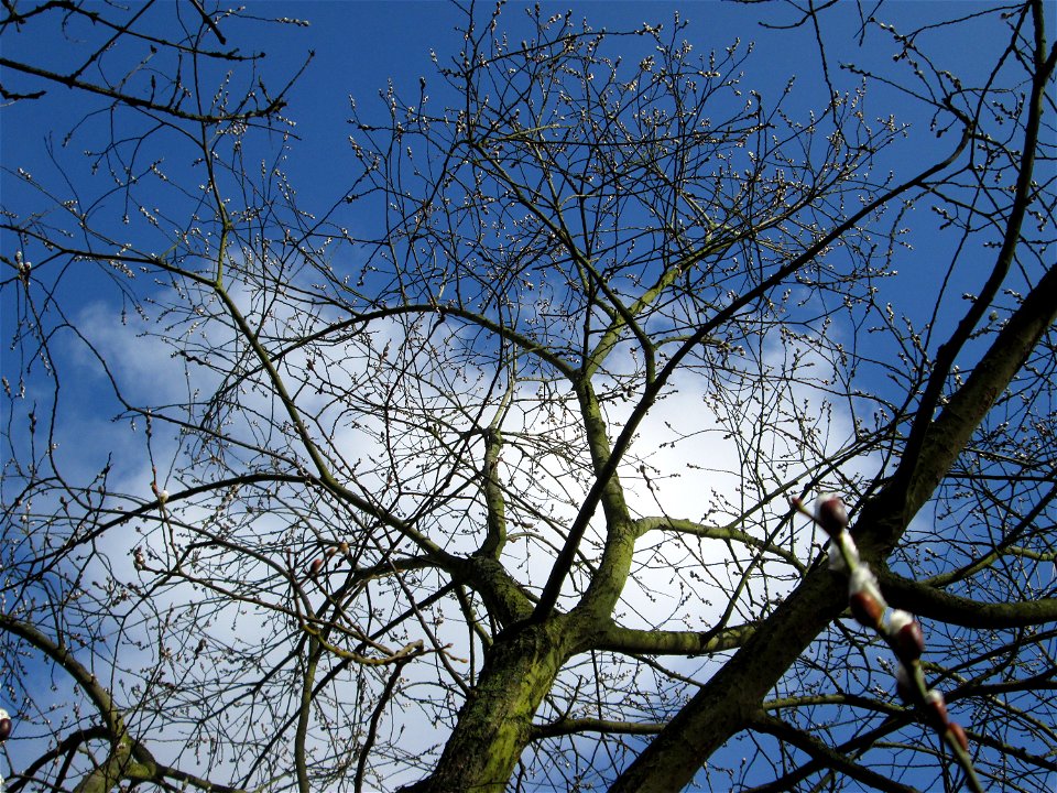 Sal-Weide (Salix caprea) Saar in Alt-Saarbrücken