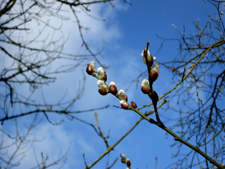 Sal-Weide (Salix caprea) an der Saar in Alt-Saarbrücken