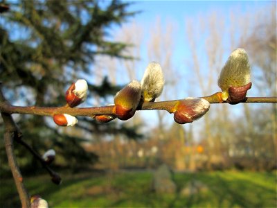Aufspringende Knospen der Kätzchen einer Sal-Weide (Salix caprea) am Kraichbach in Hockenheim