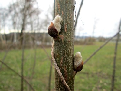 Sal-Weide (Salix caprea) am Osthafen Saarbrücken