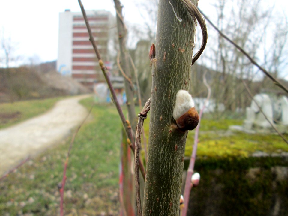 Sal-Weide (Salix caprea) am Osthafen Saarbrücken