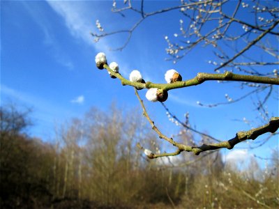 Sal-Weide (Salix caprea) im Naturschutzgebiet „St. Arnualer Wiesen“