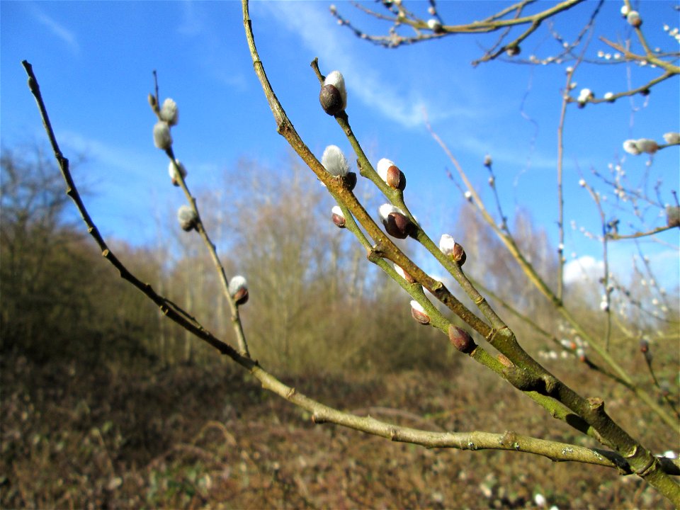Sal-Weide (Salix caprea) im Naturschutzgebiet „St. Arnualer Wiesen“