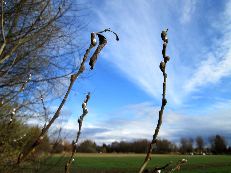Sal-Weide (Salix caprea) im Hockenheimer Rheinbogen