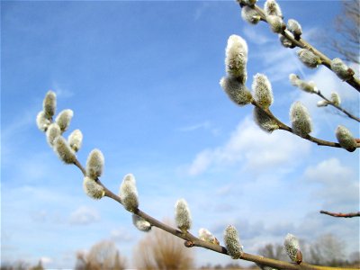 Blühende Sal-Weide (Salix caprea) im Naturschutzgebiet „Bachwiesen/Leopoldswiesen“ im Hockenheimer Rheinbogen
