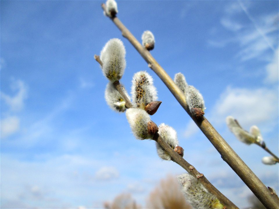 Blühende Sal-Weide (Salix caprea) im Naturschutzgebiet „Bachwiesen/Leopoldswiesen“ im Hockenheimer Rheinbogen