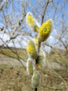 Blühende Sal-Weide (Salix caprea) im Naturschutzgebiet „Bachwiesen/Leopoldswiesen“ im Hockenheimer Rheinbogen