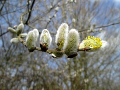 Blühende Sal-Weide (Salix caprea) im Naturschutzgebiet „Bachwiesen/Leopoldswiesen“ im Hockenheimer Rheinbogen