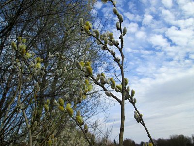 Blühende Sal-Weide (Salix caprea) im Naturschutzgebiet „Bachwiesen/Leopoldswiesen“ im Hockenheimer Rheinbogen