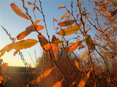 Sal-Weide (Salix caprea) im Naturschutzgebiet „Bachwiesen/Leopoldswiesen“ im Hockenheimer Rheinbogen