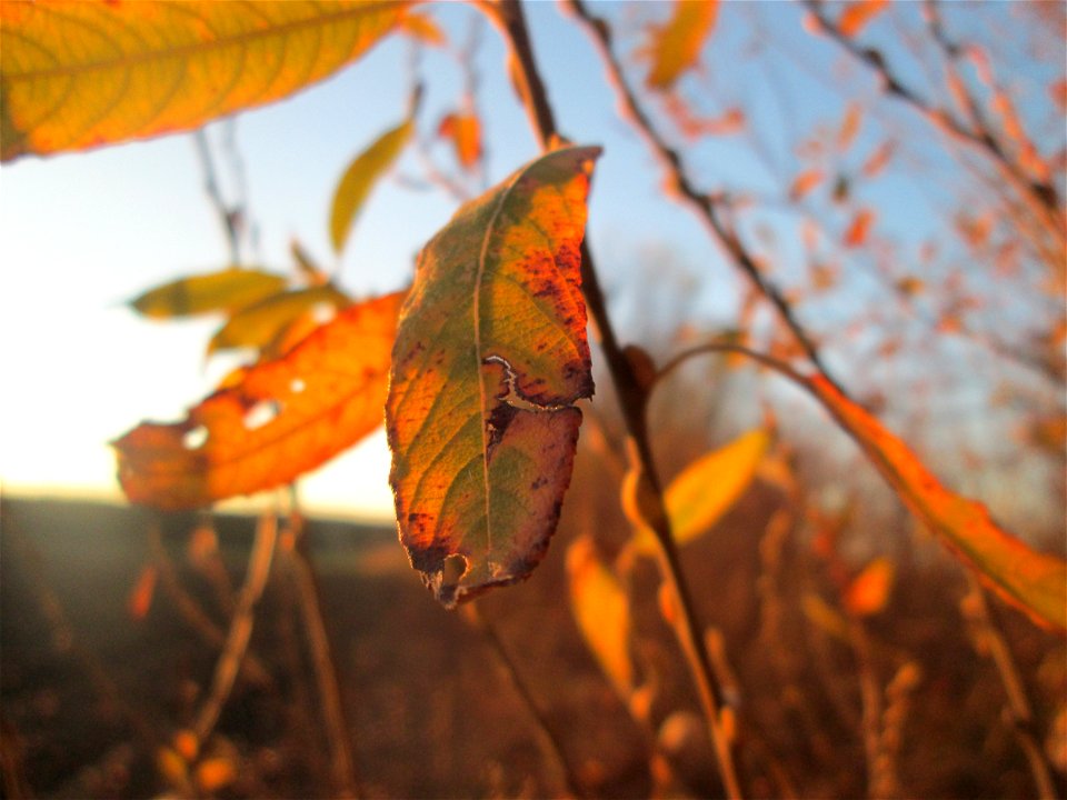 Sal-Weide (Salix caprea) im Naturschutzgebiet „Bachwiesen/Leopoldswiesen“ im Hockenheimer Rheinbogen