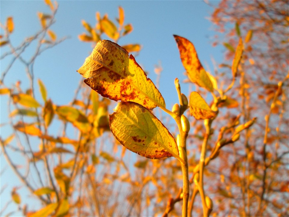 Sal-Weide (Salix caprea) im Naturschutzgebiet „Bachwiesen/Leopoldswiesen“ im Hockenheimer Rheinbogen