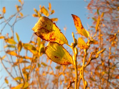 Sal-Weide (Salix caprea) im Naturschutzgebiet „Bachwiesen/Leopoldswiesen“ im Hockenheimer Rheinbogen