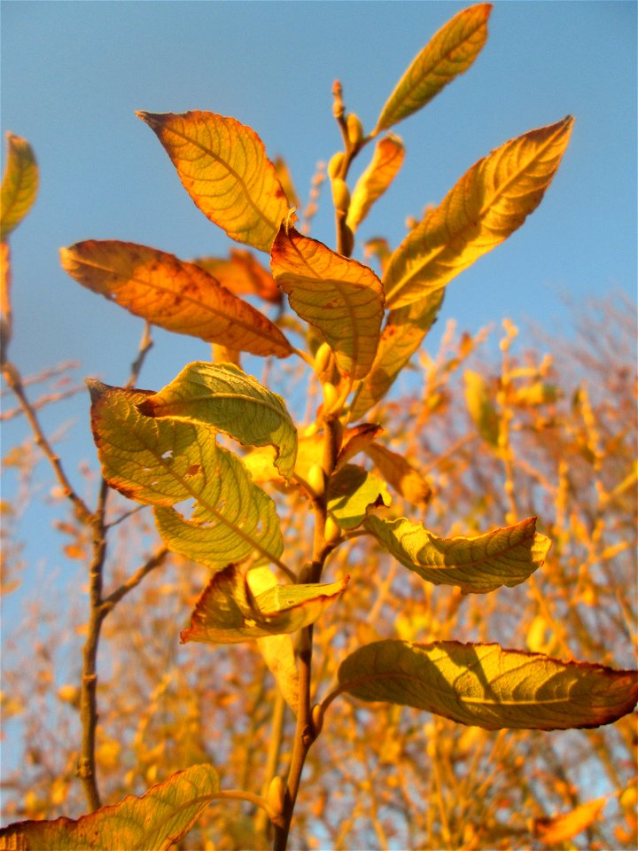 Sal-Weide (Salix caprea) im Naturschutzgebiet „Bachwiesen/Leopoldswiesen“ im Hockenheimer Rheinbogen