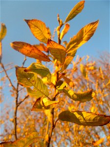 Sal-Weide (Salix caprea) im Naturschutzgebiet „Bachwiesen/Leopoldswiesen“ im Hockenheimer Rheinbogen