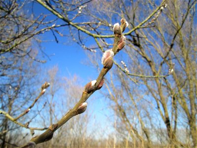 Kätzchen der Sal-Weide (Salix caprea) im Naturschutzgebiet Mechtersheimer Tongruben