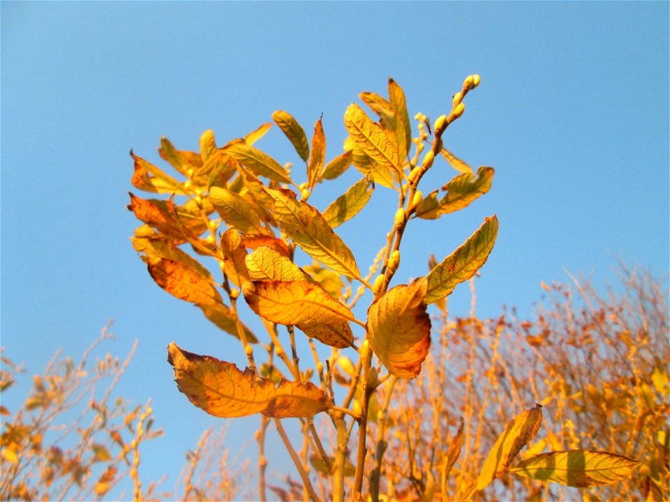 Sal-Weide (Salix caprea) im Naturschutzgebiet „Bachwiesen/Leopoldswiesen“ im Hockenheimer Rheinbogen