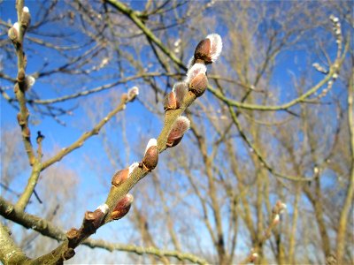 Kätzchen der Sal-Weide (Salix caprea) im Naturschutzgebiet Mechtersheimer Tongruben