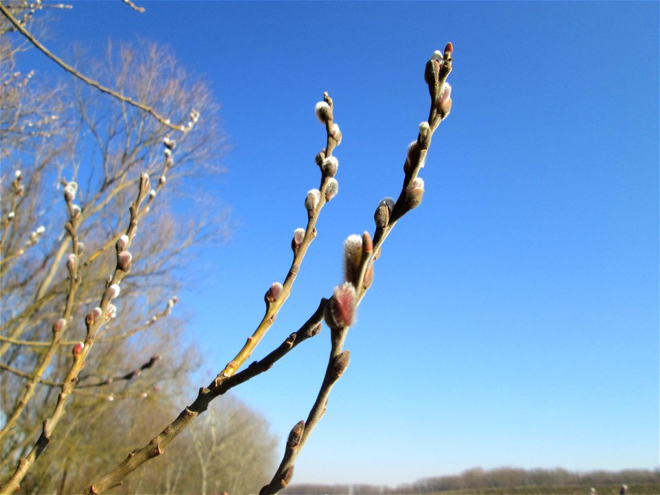 Kätzchen der Sal-Weide (Salix caprea) im Naturschutzgebiet Mechtersheimer Tongruben