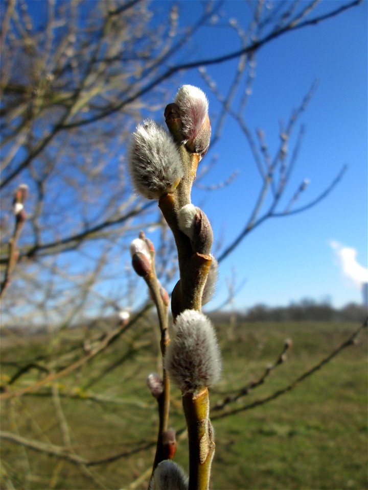 Kätzchen der Sal-Weide (Salix caprea) im Naturschutzgebiet Mechtersheimer Tongruben