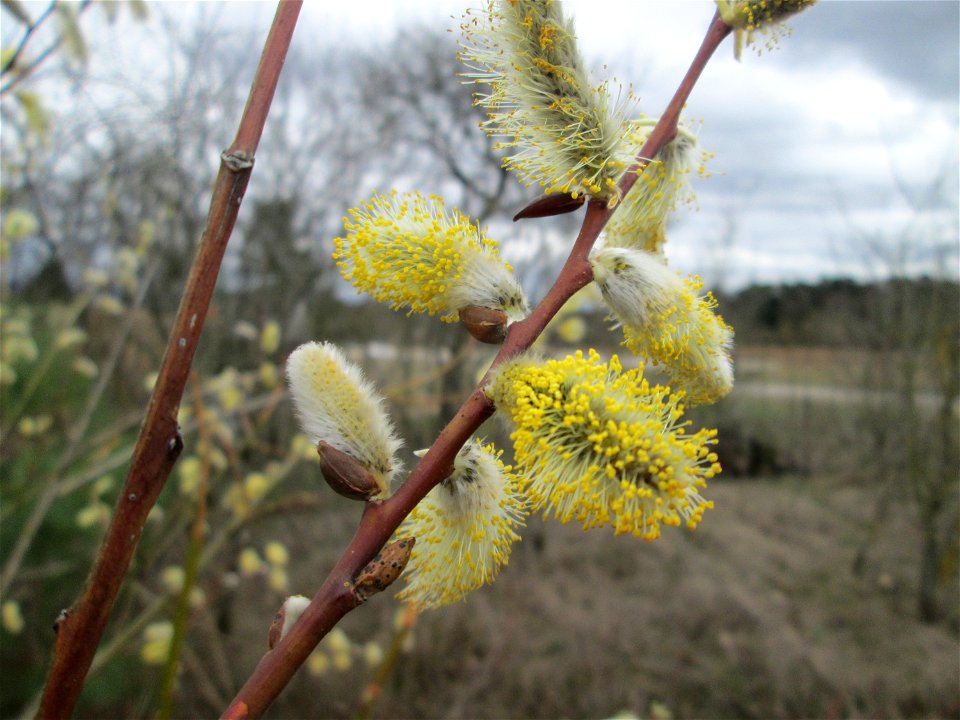 Blühende Sal-Weide (Salix caprea) am „Wingertsbuckel“ bei Oftersheim, einer kleinen Binnendüne außerhalb vom Natur- und Landschaftsschutzgebiet „Oftersheimer Dünen“