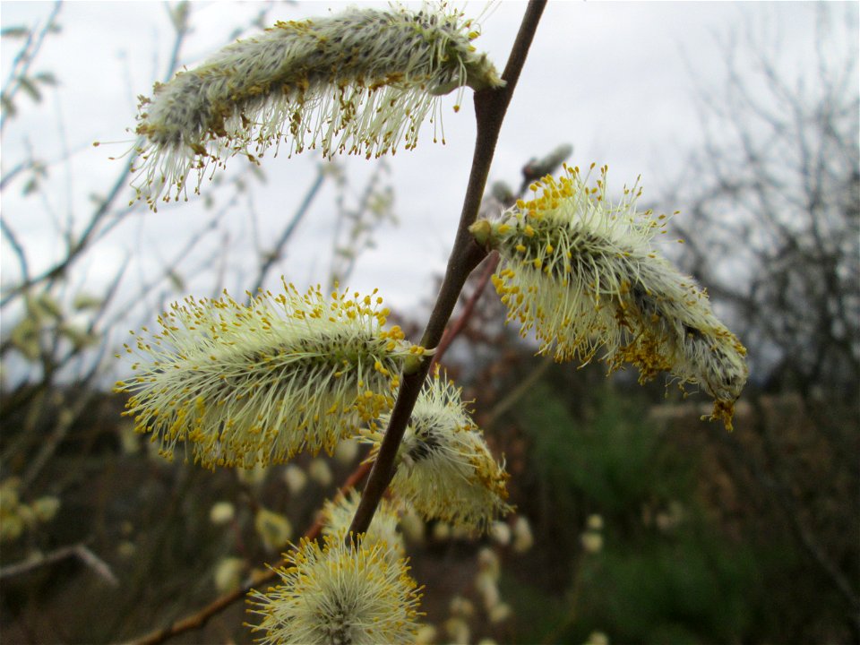 Blühende Sal-Weide (Salix caprea) am „Wingertsbuckel“ bei Oftersheim, einer kleinen Binnendüne außerhalb vom Natur- und Landschaftsschutzgebiet „Oftersheimer Dünen“