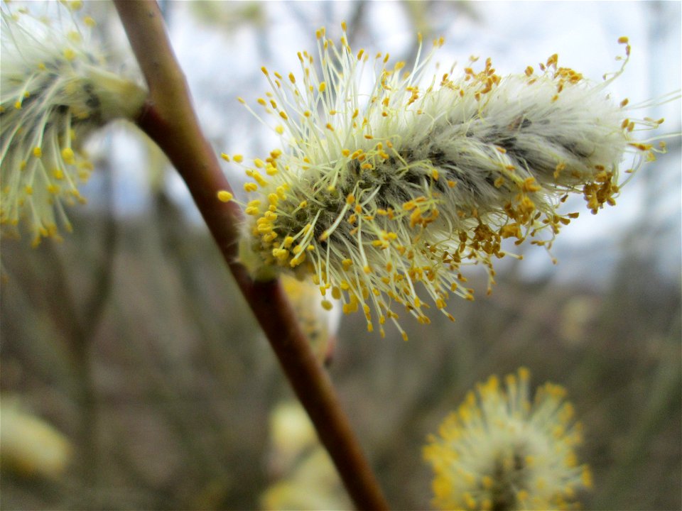 Blühende Sal-Weide (Salix caprea) am „Wingertsbuckel“ bei Oftersheim, einer kleinen Binnendüne außerhalb vom Natur- und Landschaftsschutzgebiet „Oftersheimer Dünen“