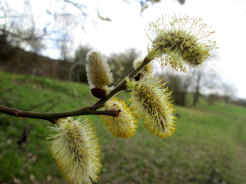 Blühende Sal-Weide (Salix caprea) am Golfplatz im Naturschutzgebiet „Oftersheimer Dünen“