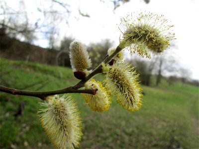 Blühende Sal-Weide (Salix caprea) am Golfplatz im Naturschutzgebiet „Oftersheimer Dünen“