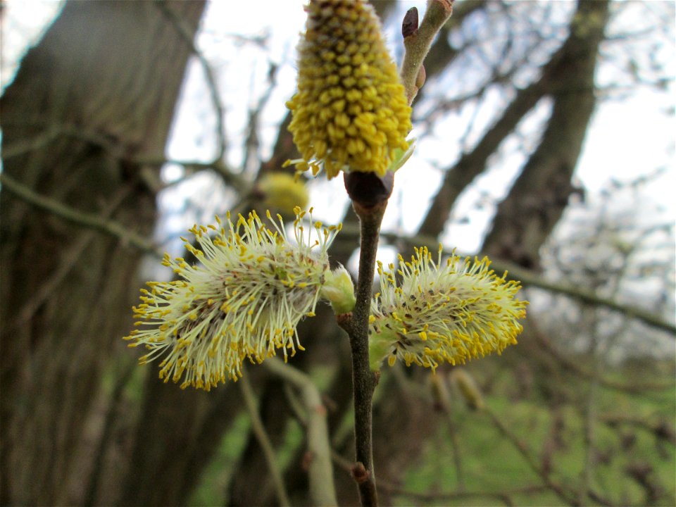 Blühende Sal-Weide (Salix caprea) am Golfplatz im Naturschutzgebiet „Oftersheimer Dünen“