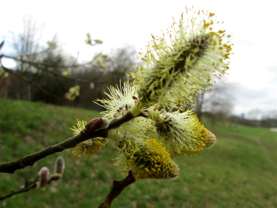 Blühende Sal-Weide (Salix caprea) am Golfplatz im Naturschutzgebiet „Oftersheimer Dünen“