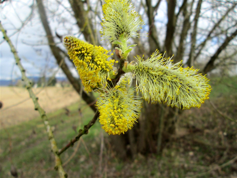 Blühende Sal-Weide (Salix caprea) am Golfplatz im Naturschutzgebiet „Oftersheimer Dünen“