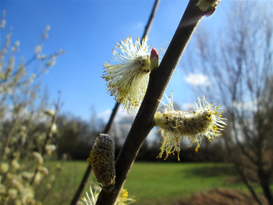 Blühende Sal-Weide (Salix caprea) im Landschaftsschutzgebiet „Hockenheimer Rheinbogen“
