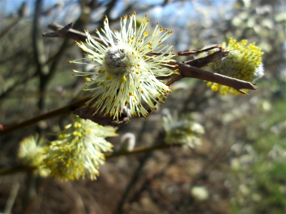 Blühende Sal-Weide (Salix caprea) im Landschaftsschutzgebiet „Hockenheimer Rheinbogen“