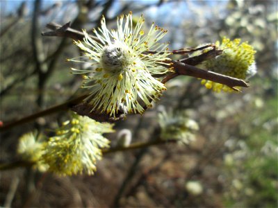 Blühende Sal-Weide (Salix caprea) im Landschaftsschutzgebiet „Hockenheimer Rheinbogen“