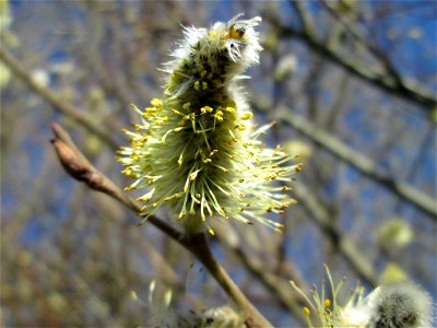 Blühende Sal-Weide (Salix caprea) im Landschaftsschutzgebiet „Hockenheimer Rheinbogen“