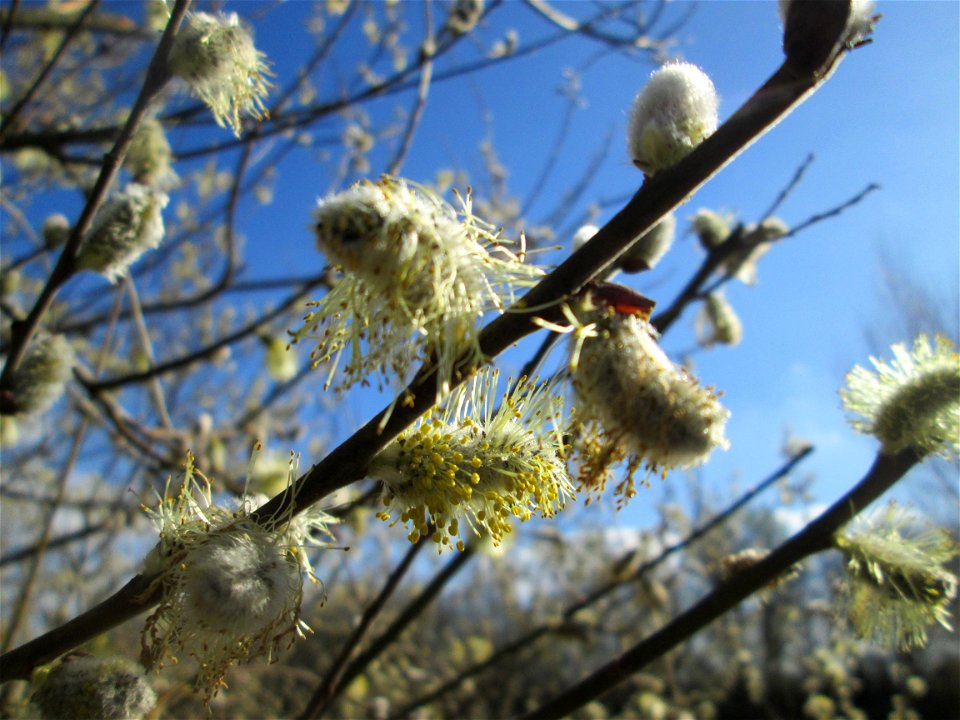Blühende Sal-Weide (Salix caprea) im Landschaftsschutzgebiet „Hockenheimer Rheinbogen“
