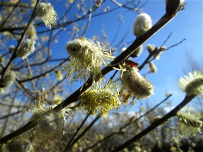 Blühende Sal-Weide (Salix caprea) im Landschaftsschutzgebiet „Hockenheimer Rheinbogen“