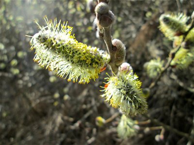 Blühende Sal-Weide (Salix caprea) im Naturschutzgebiet „Bachwiesen/Leopoldswiesen“ im Hockenheimer Rheinbogen
